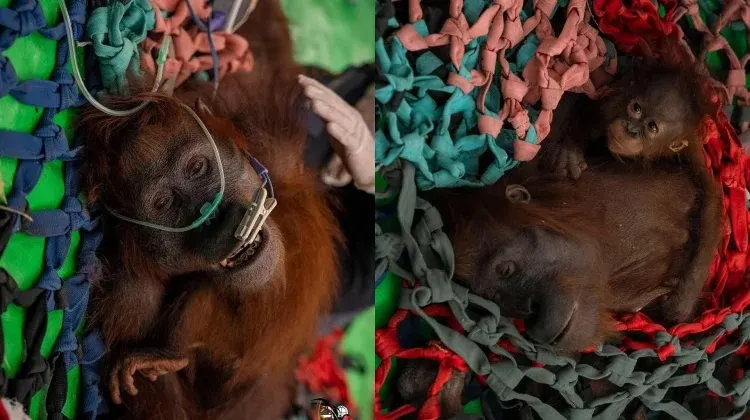 18 Orangutan Terdampak Karhutla, Tiga Terbaru Diselamatkan di Kayong Utara