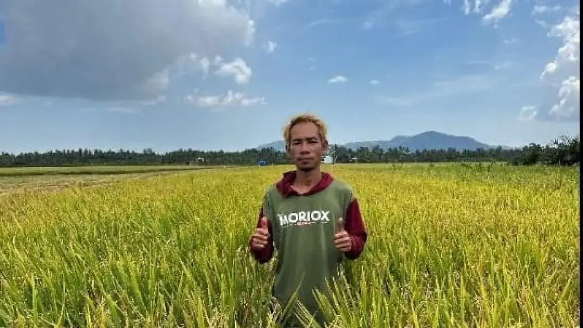 Petani milenial Sambas, Heri, berbagi tips mengelola sawah setelah melaporkan panen 9,6 ton gabah per hektare. Ketekunan menjadi kunci.