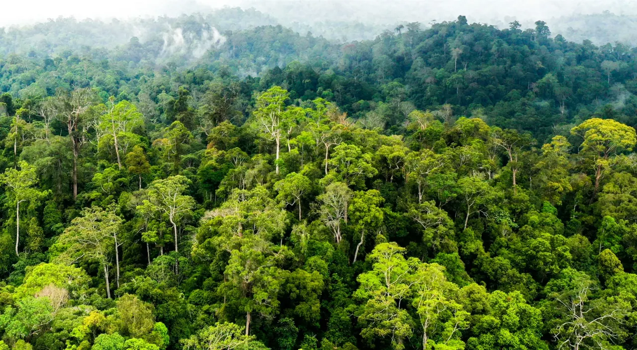 ilustrasi hutan kayu.