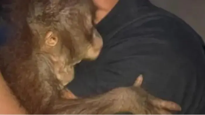 Habitat Rusak Akibat Kebakaran, Induk dan Anak Orang Utan di Kobar Kedapatan Makan Umbut Nanas