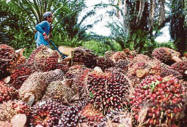 Harga TBS Sawit Kalbar Periode IV September 2026 Tembus Rp3.627 per Kg