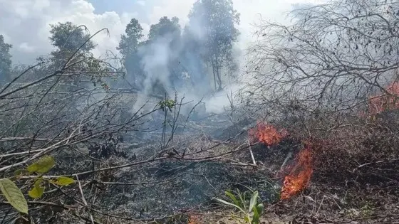 12 Orang Jadi Tersangka Karhutla di Kalbar, Polri Ungkap 223 Tersangka Secara Nasional