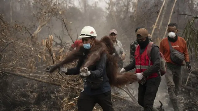 Kebakaran Hutan Mengancam Satwa: 51 Orangutan di Ketapang dan Kayong Utara Dievakuasi