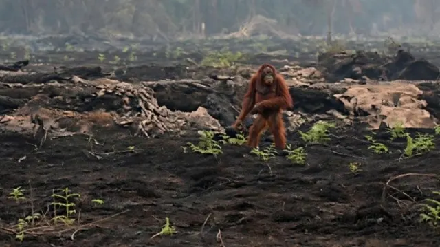 Evakuasi Tragis Orangutan Jantan di Kobar: Kebingungan Menyusuri Puing Karhutla Kalimantan